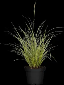 Carex 'Gold Fountains' - 2 Ltr pot - image 2