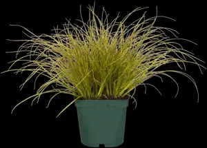 Carex 'Gold Fountains' - 2 Ltr pot - image 3