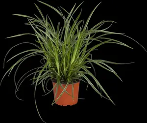 Carex 'Gold Fountains'
