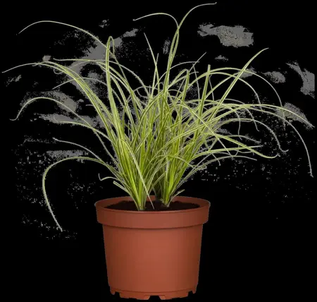Carex 'Gold Fountains' - 2 Ltr pot - image 4