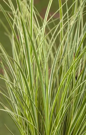 Carex 'Gold Fountains' - 2 Ltr pot - image 5