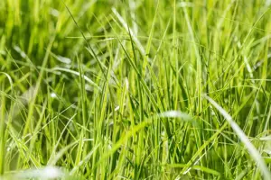 Carex grayi