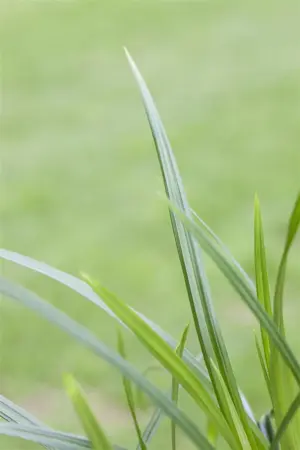 Carex 'Irish Green' - 2.5 Ltr pot - image 4