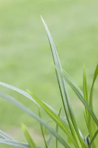 Carex 'Irish Green' - C6.5 - image 4