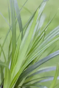 Carex 'Irish Green' - C6.5 - image 5