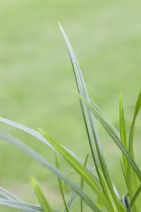 Carex 'Irish Green' - 5 Ltr pot - image 4
