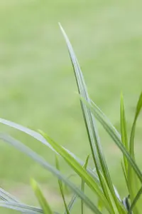 Carex 'Irish Green' - P11 - image 4
