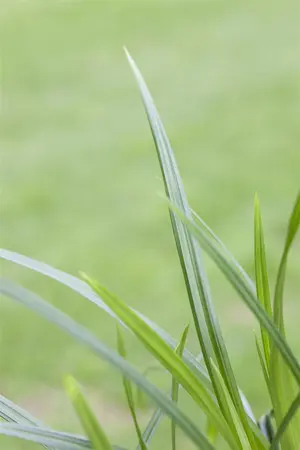 Carex 'Irish Green' - P10.5 - image 4