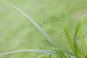 Carex 'Irish Green' - C1 - image 3