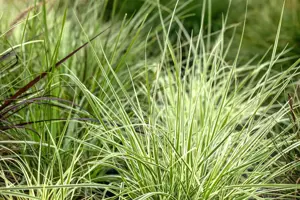 Carex 'Irish Green' - 2.5 Ltr pot - image 1