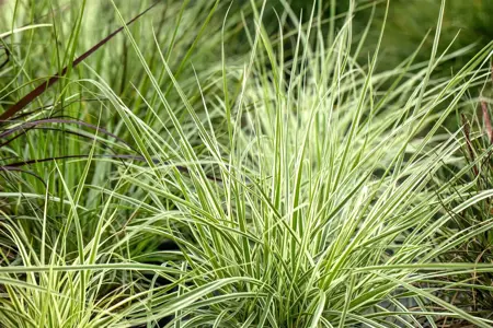 Carex 'Irish Green' - 2.5 Ltr pot - image 2