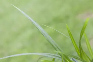 Carex 'Irish Green' - 5 Ltr pot - image 3