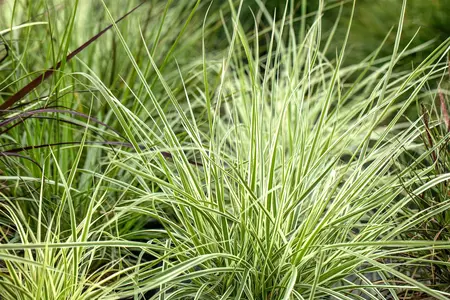 Carex 'Irish Green' - P10.5 - image 2