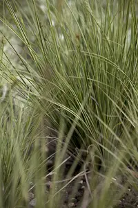 Carex 'Jenneke' - P8 - image 2
