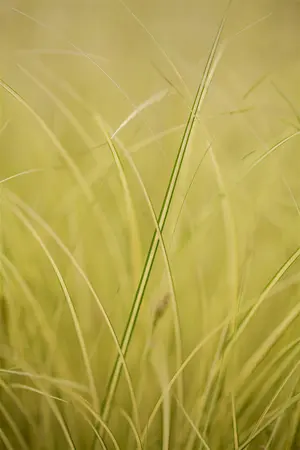 Carex 'Jenneke' - P8 - image 3