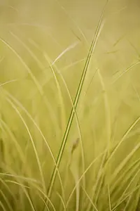 Carex 'Jenneke' - P8 - image 3