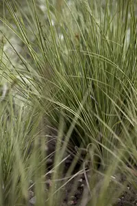 Carex 'Jenneke' - P11 - image 3