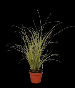 Carex 'Jenneke'