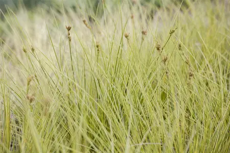 Carex 'Jenneke' - P8 - image 4