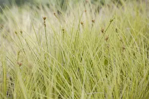Carex 'Jenneke' - P8 - image 4
