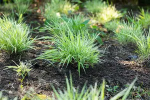 Carex 'Kyoto' - C3.5 - image 4