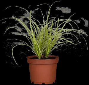 Carex 'Kyoto' - P9 - image 4