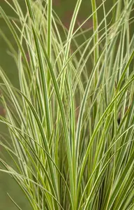 Carex 'Kyoto' - C3.5 - image 1
