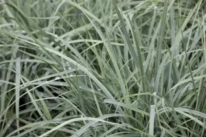 Carex lax. 'Bunny Blue'