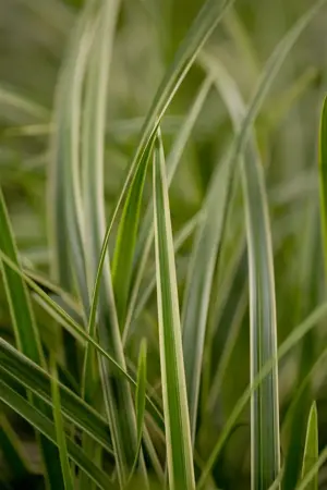Carex morrowii - 2 Ltr pot - image 3