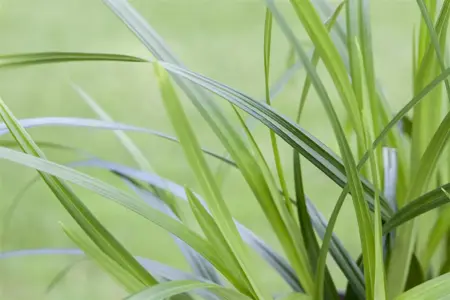 Carex morrowii - 2 Ltr pot - image 5