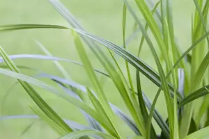 Carex morrowii - P9 - image 5