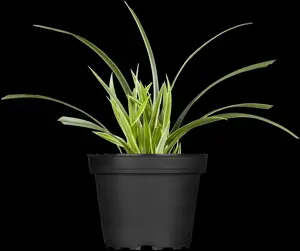 Carex morrowii