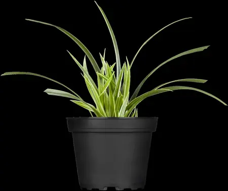 Carex morrowii - P9 - image 1