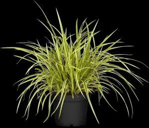 Carex morrowii 'Goldband'