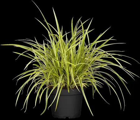 Carex morrowii 'Goldband' - 7.5 Ltr pot - image 1