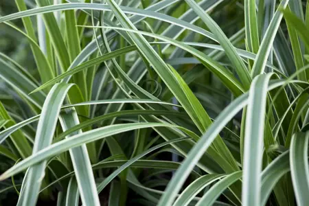 Carex morrowii 'Ice Dance' - 10 Ltr pot - image 2