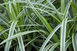 Carex morrowii 'Ice Dance' - 10 Ltr pot - image 2