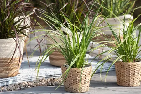 Carex morrowii 'Ice Dance' - 10 Ltr pot - image 5