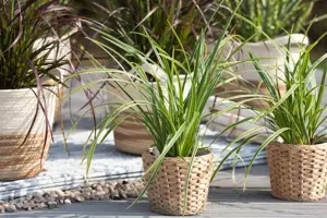 Carex morrowii 'Ice Dance' - P9 - image 5