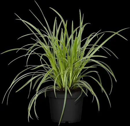 Carex morrowii 'Ice Dance' - 10 Ltr pot - image 3