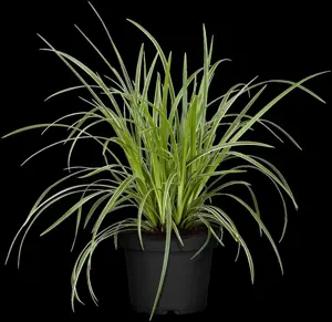 Carex morrowii 'Ice Dance' - 10 Ltr pot - image 3