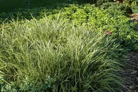 Carex morrowii 'Ice Dance' - 10 Ltr pot - image 4