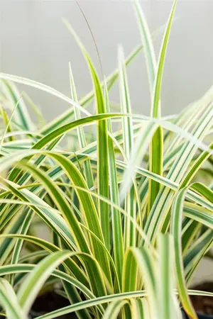 Carex morrowii 'Vanilla Ice'  - 2 Ltr pot - image 4