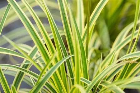 Carex morrowii 'Vanilla Ice'  - P9 - image 2