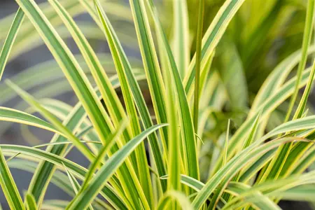 Carex morrowii 'Vanilla Ice'  - 2 Ltr pot - image 2