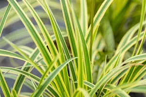 Carex morrowii 'Vanilla Ice'  - 2 Ltr pot - image 2
