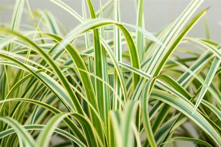 Carex morrowii 'Vanilla Ice'  - 2 Ltr pot - image 3