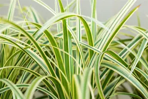 Carex morrowii 'Vanilla Ice'  - 2 Ltr pot - image 3