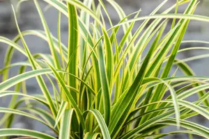 Carex morrowii 'Vanilla Ice' 
