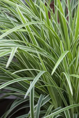 Carex morrowii 'Variegata' - 2 Ltr pot - image 1